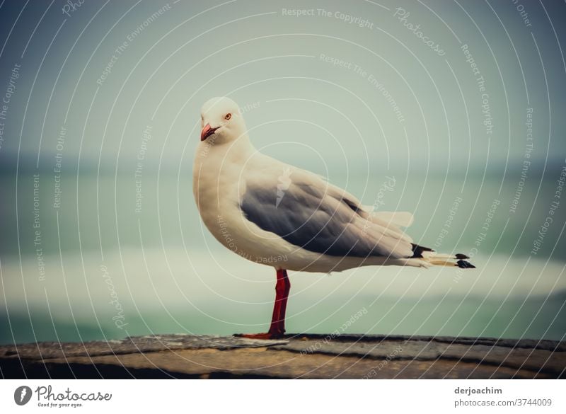 Kommt eine Möve geflogen ,setzt sich nieder...Möve sitzt auf einer Mauer und schaut in die Kamera. Im Hintergrund unscharf das Meer. Vogel Himmel Möwe Flügel