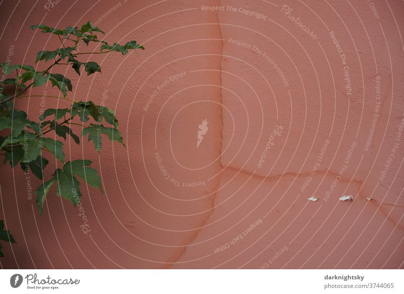 Rote Wand mit Rissen und Acer campestre Architektur rote rosa Mauer Freiheit Gefangen Sicherheit Bauwerk Bauwesen planen bauen Baukunst Sanieren Sanierung