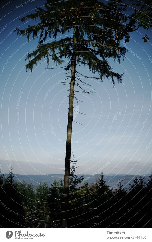 Ein einsamer Baum schaut in die Ferne Baumstamm hoch wald Hügel Wald Natur Ast Landschaft Himmel Umwelt Menschenleer Schönes Wetter Schatten