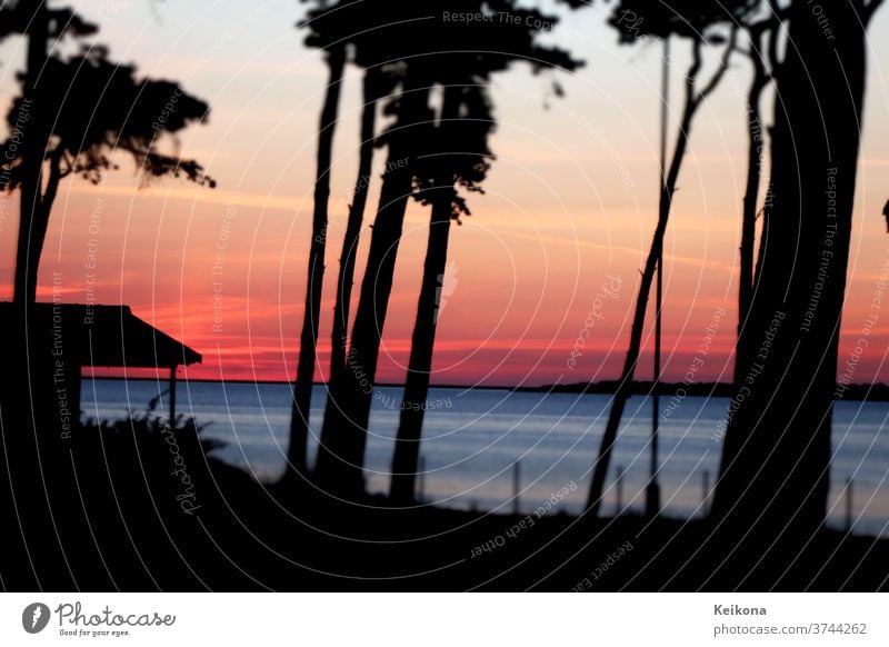 Sonnenuntergang an der Ostsee. Dämmerung. Kieferwald mit Baum Silhouetten. Sommerurlaub. Urlaub pink blau wasser meer Hütte Deutschland