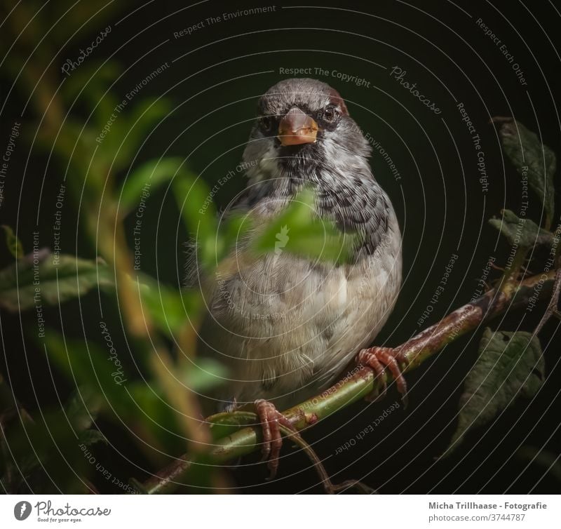 Spatz in der Dämmerung Haussperling Passer domesticus Tiergesicht Kopf Schnabel Auge Flügel Feder Krallen Vogel Wildtier Zweige u. Äste Blatt Sträucher Natur