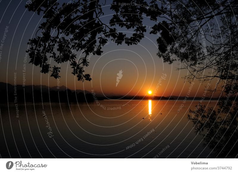 Abend am Chiemsee chiemsee sonnenuntergang blätter baum zweige abend abends abendsonne ufer seeufer übersee chiemgau wasser gewässer natur abendstimmung himmel