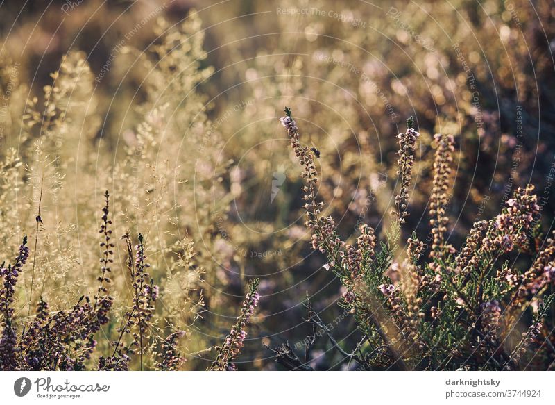 Ericaceae Heide Kraut mit Gräsern und einer Fliege Schwache Tiefenschärfe Abend Tag Textfreiraum Mitte Textfreiraum rechts Menschenleer Makroaufnahme Farbfoto