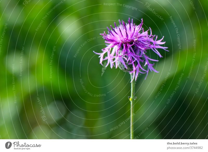 Wiesen-Flockenblume, Blume in lila pink grün Pflanze Blüte Blühend Nahaufnahme Natur Farbfoto Sommer schön Garten Menschenleer Schwache Tiefenschärfe natürlich