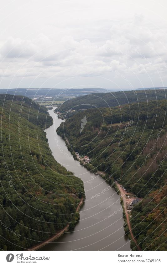 Die Saar - ein Fluss mit Geschichte Herbst bewaldet grün Natur Landschaft Farbfoto Außenaufnahme Menschenleer Tag Umwelt Wasser Baum Pflanze Wald Bach Flussufer