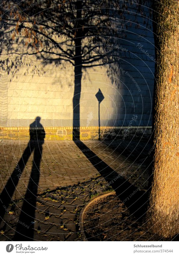 Standhaft Haus maskulin Mann Erwachsene Körper 1 Mensch Erde Sonne Herbst Baum Blatt Platz Mauer Wand Verkehrszeichen Verkehrsschild Stein