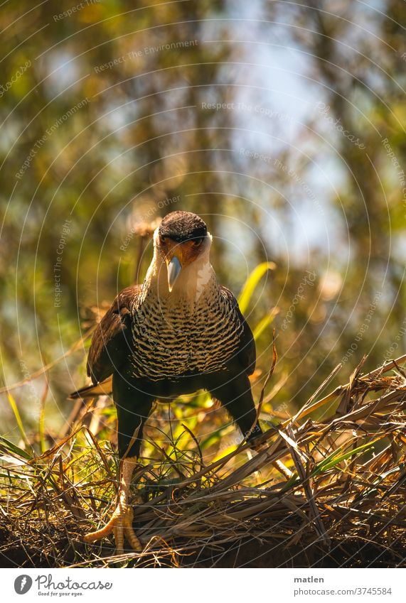 Caracara wildlife Vogel Greifvogel Gras frontalaufnahme Gegenlicht Wildlife Tier Schnabel Außenaufnahme