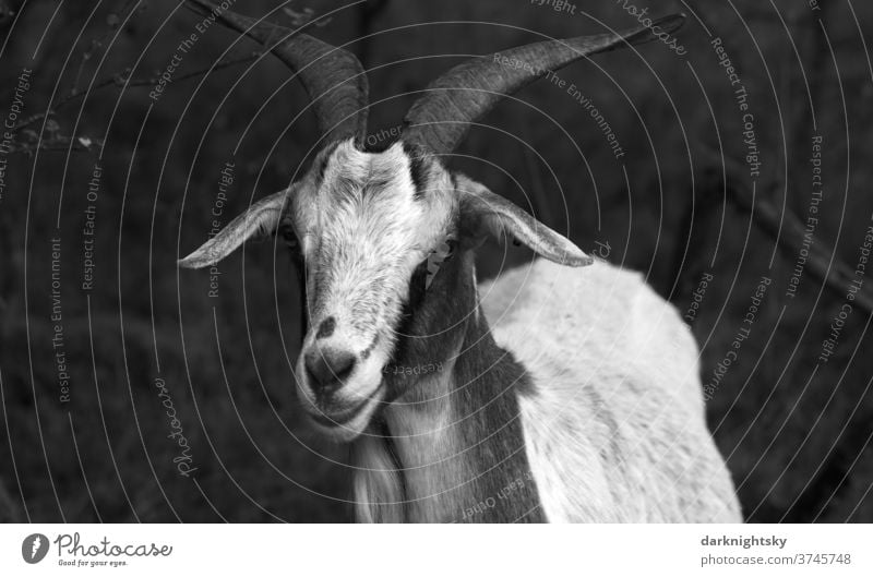 Porträt eines Ziegenbocks auf einer Weide Wiese Außenaufnahme Natur Tier weide maul land ohren bauernhof Hörner wild ziege portrait stur souverän fell kopf