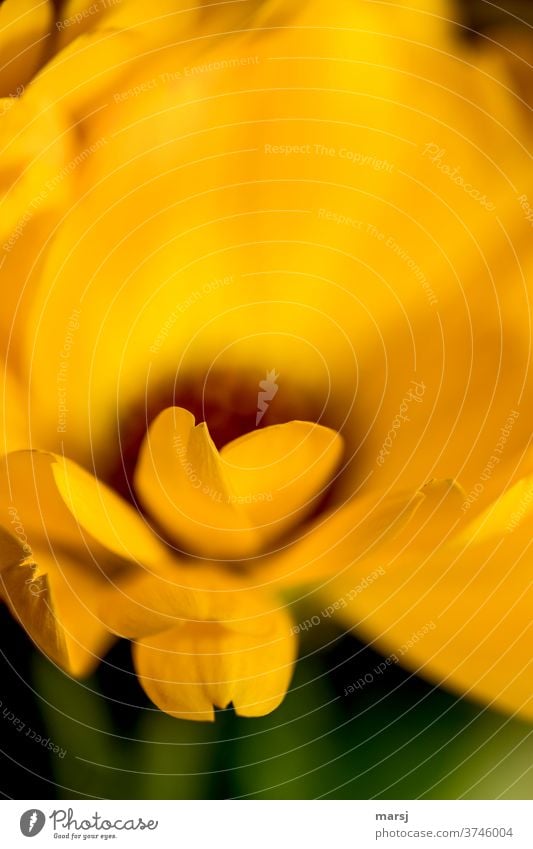 Herzförmige Blütenblätter Ringelblume Blume orange Heilpflanzen Farbfoto Garten Natur Blühend Schwache Tiefenschärfe Pflanze Sommer Duft Blütenblatt Spitze