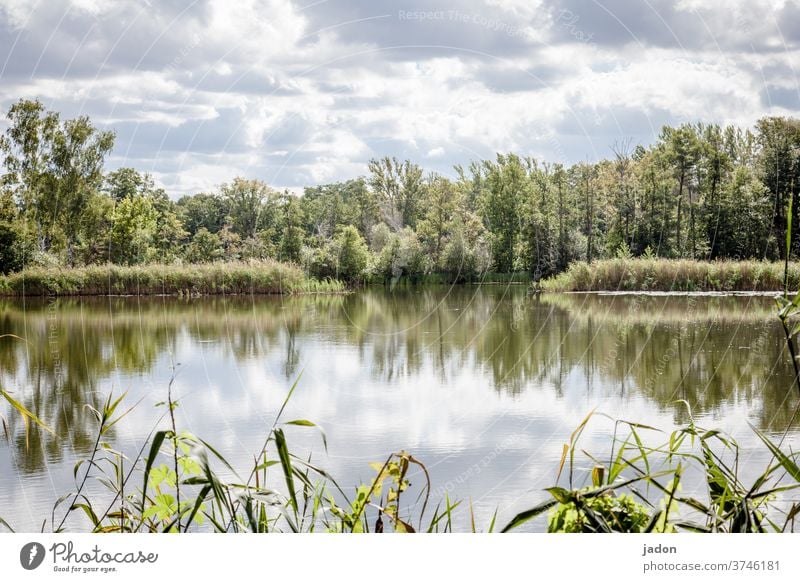 natürliche stille. See Fluss Wasser Natur Baum Reflexion & Spiegelung Landschaft Himmel ruhig Menschenleer Umwelt Seeufer Schönes Wetter Idylle Wasseroberfläche