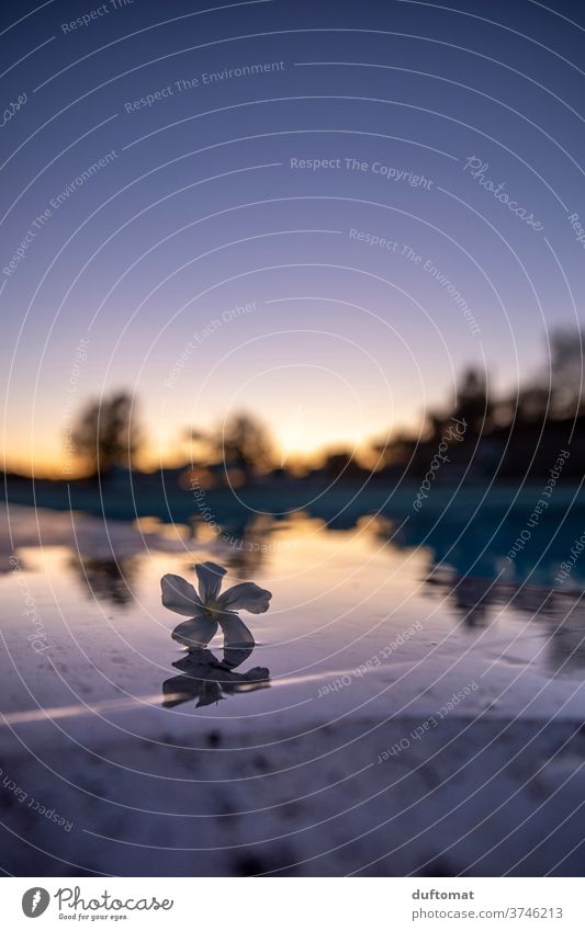 Sonnenuntergang mit Blume am Pool, Spiegelung Italien Silhouette Aussicht genießen Sonnenschein Lifestyle Dämmerung Sonnenuntergangshimmel silhouettes wärmend