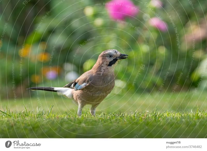 Eichelhäher im Garten Vogel Tier Außenaufnahme Farbfoto Wildtier 1 Natur Tag Menschenleer Tierporträt Flügel Schwache Tiefenschärfe Tiergesicht Umwelt Park Wald