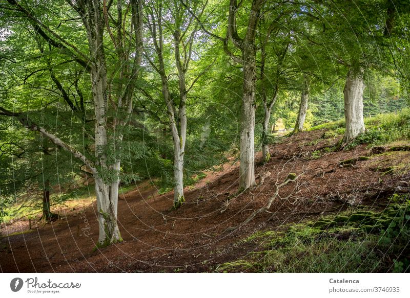 Buchenwald in Hanglage Natur Flora Pflanze Baum Wald Laub Waldboden Sommer schönes wetter grün Braun Weiss Umwelt