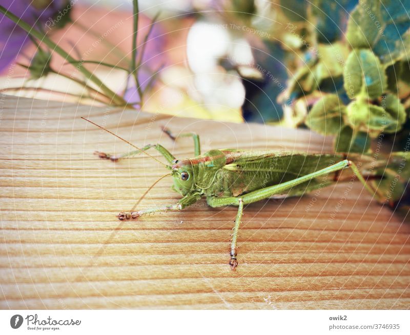 Auf dem Sprung Tier 1 Tierporträt Grashüpfer Farbfoto Außenaufnahme Nahaufnahme Menschenleer grün Tag Wildtier Garten Pflanzen Sträucher Fauna Flora natürlich