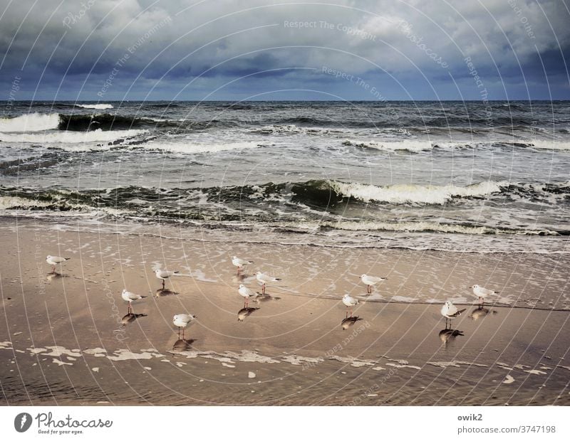 Warten auf die Welle Ostsee Möwe viele Küste Himmel Wolken Wasser Urelemente Luft Wellen Weite Sand Sandstrand Idylle blau weiß Landschaft Umwelt Horizont Meer