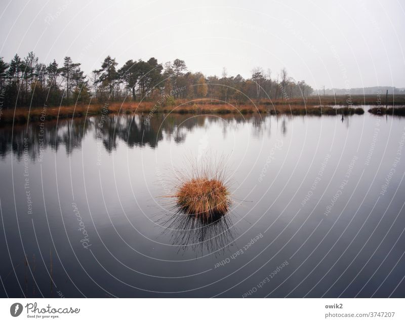 Abgetaucht Herbst Moor Lüneburger Heide Seeufer Himmel Gedeckte Farben trüb Wasseroberfläche trist Teich Wildpflanze Wald nass Idylle Zentralperspektive Luft