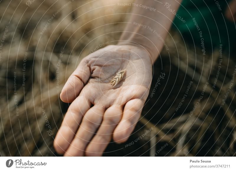 Nahaufnahme einer Hand, die Weizenähren hält Müsli Feld Weizenfeld Ackerbau Außenaufnahme Pflanze Natur Sommer Korn Lebensmittel Tag Ernte Menschenleer Kornfeld