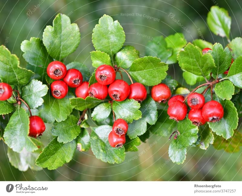 rote Früchte des Weißdorns weißdorn früchte beeren obst crategus strauch baum september sommer herbst ast zweig pflanze natur textfreiraum tiefenschärfe