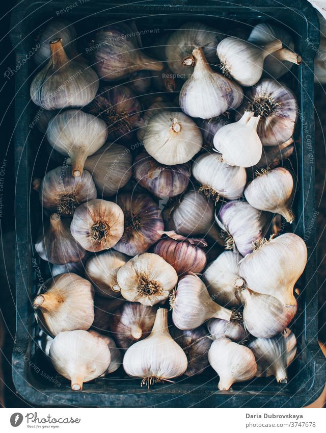 Ernte von Knoblauch. frisch Gesundheit Lebensmittel Natur Bestandteil organisch Küche Vegetarier Ackerbau Gemüse Hintergrund Nahaufnahme Markt Würzig Nelken roh