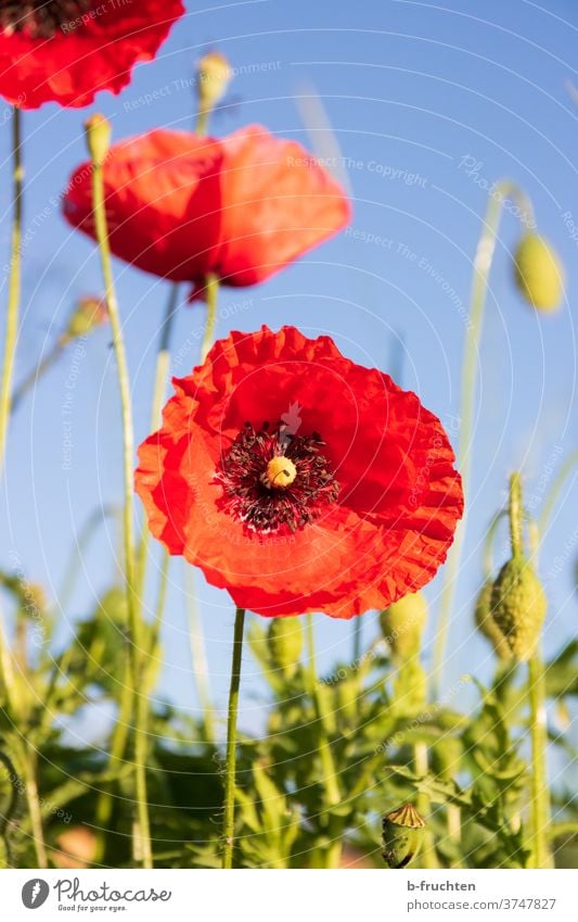 Mohnblumenblüte Mohnblüte mohnblumen Natur Sommer rot Blume Blüte Pflanze Wiese Wildpflanze Mohnfeld Umwelt Klatschmohn