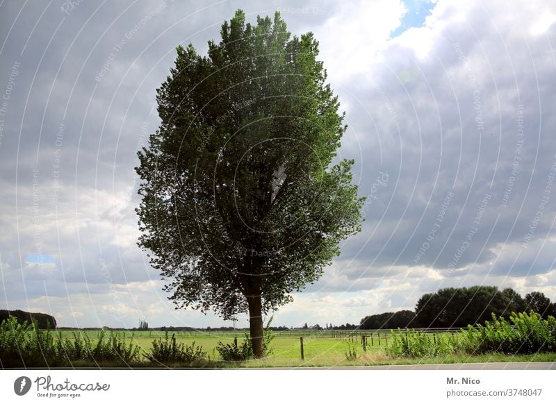 ein Baum in der Landschaft grün Natur Wald Pflanze Umwelt Weide Weidezaun Wege & Pfade Himmel Wolken Feld Gras Wiese Horizont Idylle natürlich frisches Grün