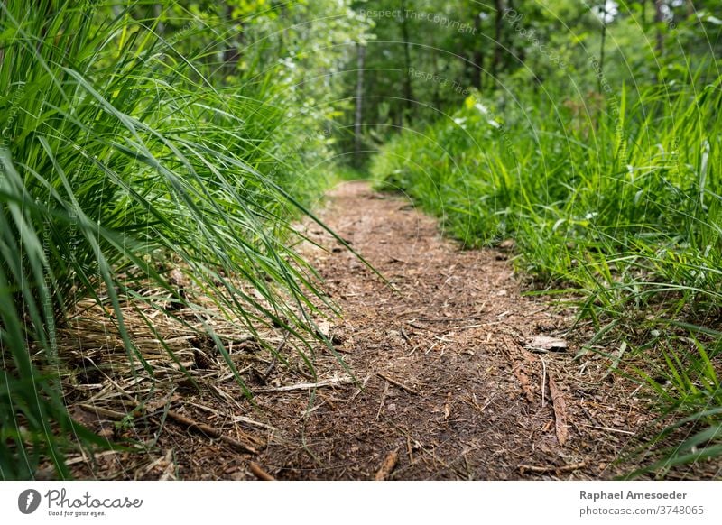 Weg durch Wald mit grünem Gras entlang Halm Boden Fußweg Nachlauf Stock Waldgebiet Laubwerk ländlich schön Schönheit Buchse Tag Landschaft Blatt Wiese natürlich