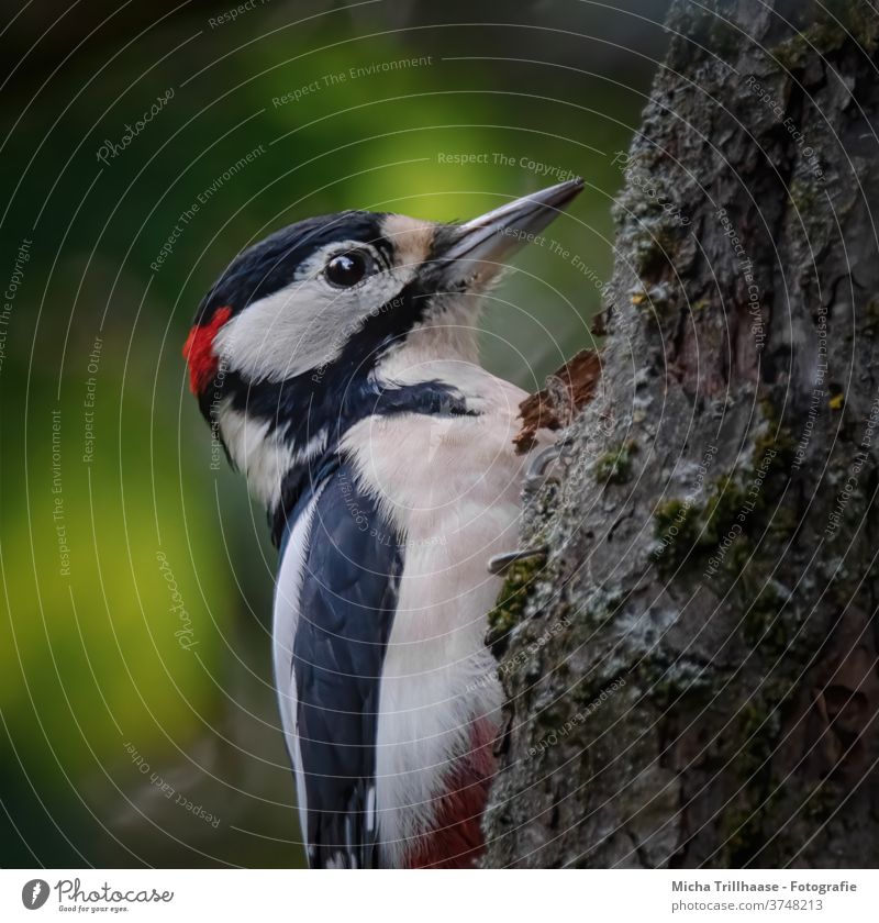 Buntspecht Porträt Dendrocopos major Specht Tiergesicht Auge Schnabel Kopf Flügel Krallen gefiedert Feder Vogel Wildtier Baumstamm Himmel hängen Blick