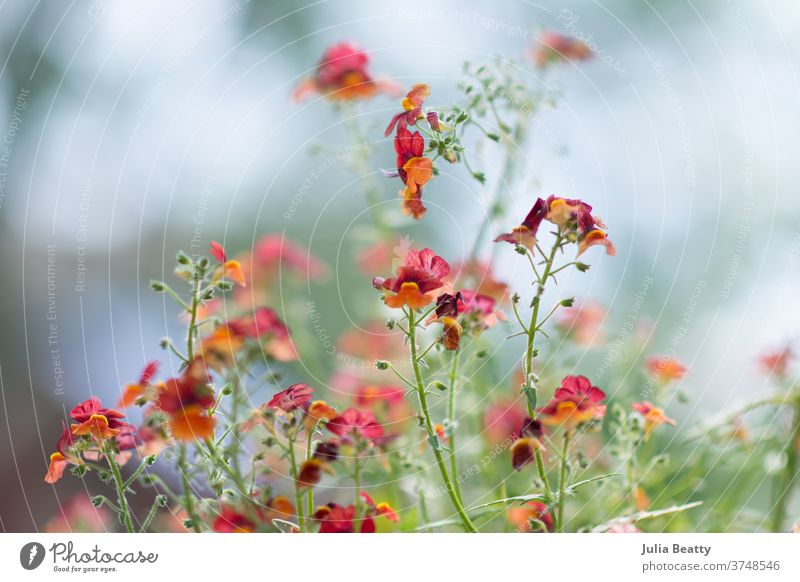 Blutorange Nemisa blüht gegen Bokeh Blume Blumen Orangenblüten Schnappdrache filigran Frühling Sommer Überstrahlung Blütezeit geblümt schön Natur grün Flora