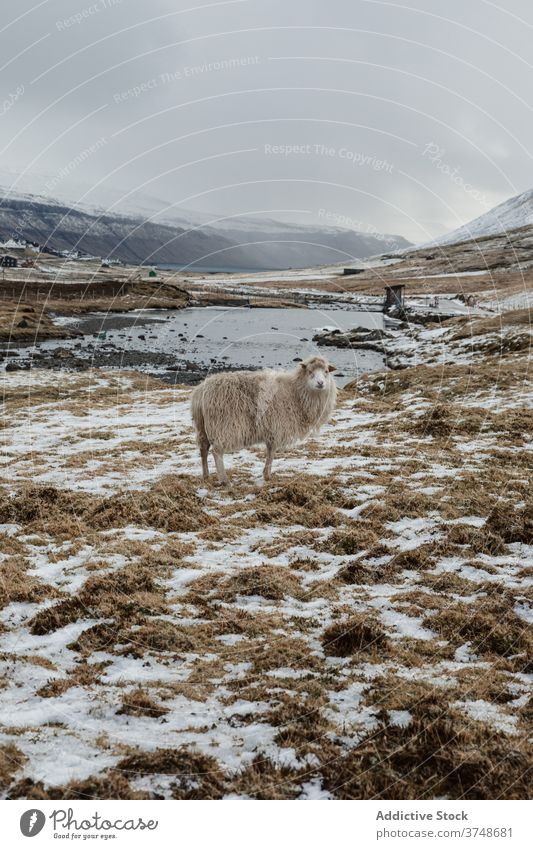 Ruhige Schafe auf einem Hügel auf den Färöer Inseln Berge u. Gebirge Hochland Windstille heimisch Tier sich[Akk] entspannen kalt Winter Saison Färöer-Inseln