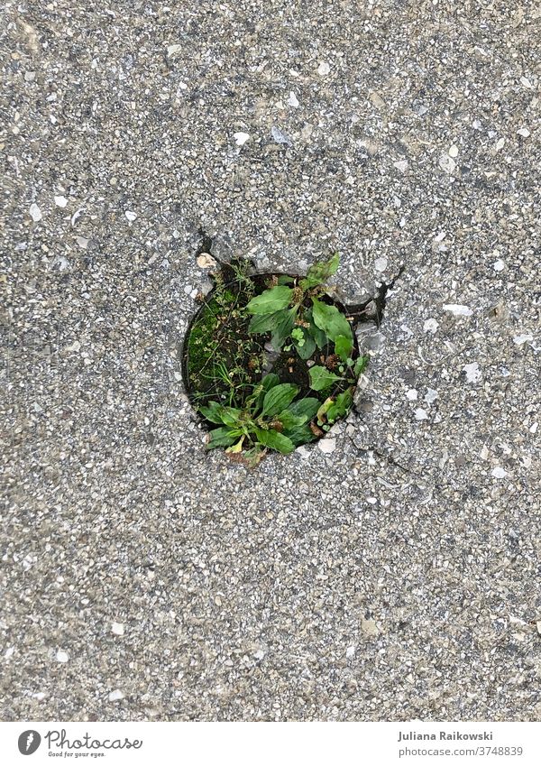 Die Natur bricht durch - Asphalt mit Unkraut Pflanze grün Sommer Wachstum Umwelt Straße Außenaufnahme Menschenleer Tag Blühend natürlich Frühling Farbfoto Gras