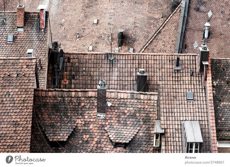 Dachverband Ziegeldach Dachziegel rot historisch alt authentisch Vergangenheit Architektur Altstadt Tradition Stadtzentrum Fenster ästhetisch gemütlich