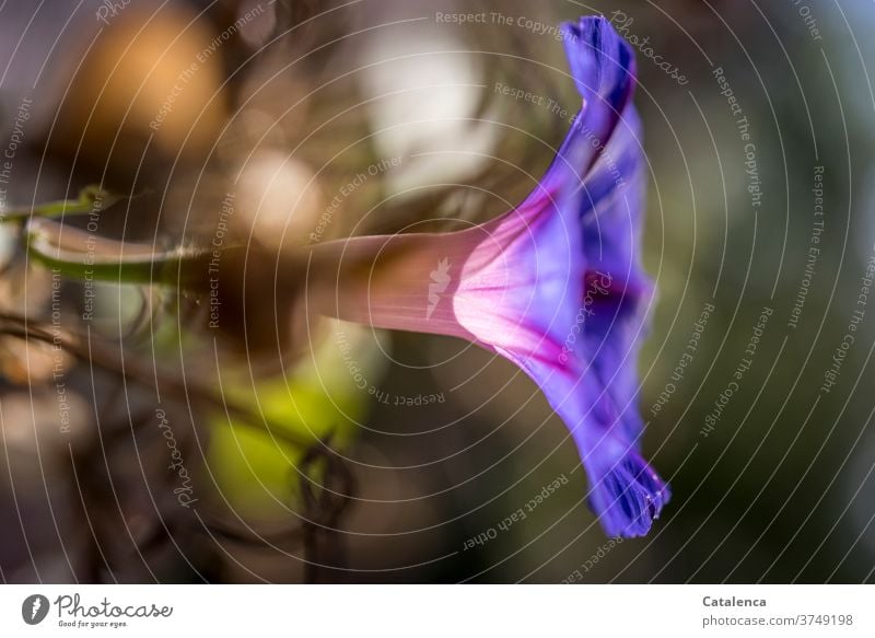 Die Blüte der blauen Prunkwinde Natur Flora Blume blühen verblühen Garten Pflanze blaue Prachtwinde wachsen und gedeihen Grün Orange Lila Blau verwelken