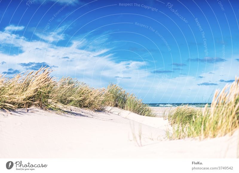 Nordseestrand bei Skagen in Dänemark Strand Küste natur landschaft nordseeküste dünen dünengras sommer urlaub erholung reise dänemark europa meer sand weiß blau