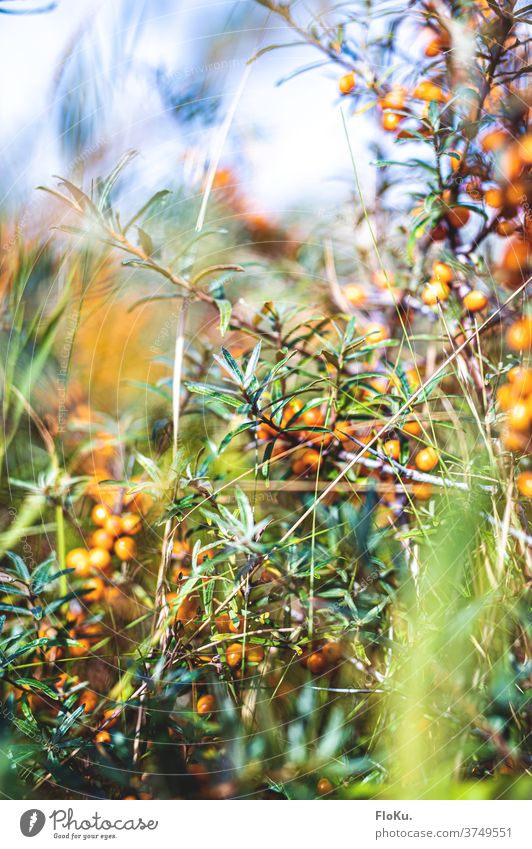 Sanddorn in den dänischen Dünen Tag Nahaufnahme Außenaufnahme Farbfoto Beerensträucher orange wild natürlich Sträucher Pflanze Natur Umwelt Bioprodukte