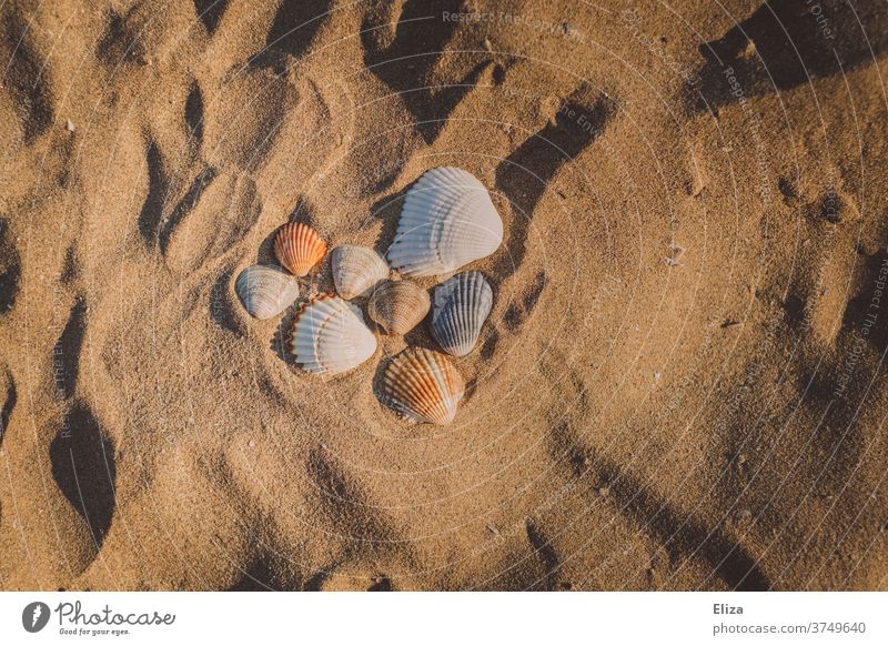 Ein Herz aus Muscheln im Sand am Strand am Meer im Urlaub. Entspannung Erholung Sommer Sommerurlaub Sandstrand relaxed Wellness Sonne Liebe Urlaubsflirt