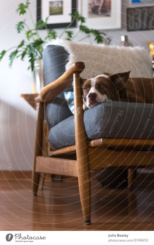 Border Collie-Hund sitzt auf einem Stuhl aus der Mitte des Jahrhunderts in einem einzigartigen Innenraum Mitte des Jahrhunderts modern MCM Haus Häusliches Leben