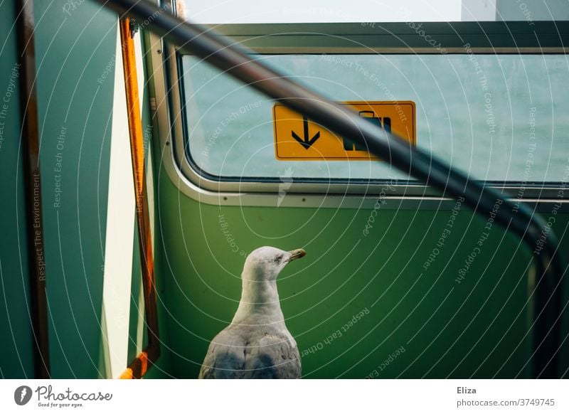 Eine Möwe auf Reisen Zug Fähre tier Vogel Freiheit neugierig auf reisen surreal skurril Ferien & Urlaub & Reisen Vaporetto Venedig Wasser unterwegs drinnen