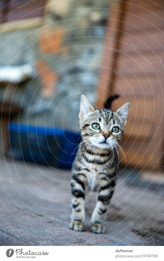 Neugieriges Katzenkind Katzenbaby Katzenauge katzenhaft Katzenkopf neugierig Neugierde grüne augen Stubentieger gestreift klein jung Kind Tier Tierkind Tierbaby