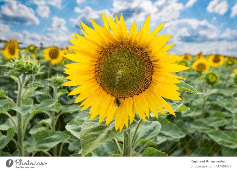 Sonnenblumenfeld unter bewölktem Himmel am Sommertag gelb Blume Feld blau Wolken Natur Biene Ackerbau Hintergrund schön Schönheit Blüte botanisch Botanik hell