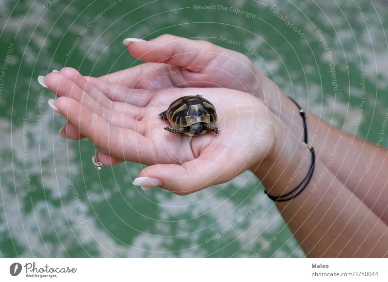 Die kleine Schildkröte wird in den Handflächen gehalten Tier Australien Baby bundaberg Pflege Caretta Nahaufnahme Erhaltung niedlich Osten Küste gefährdet Arten