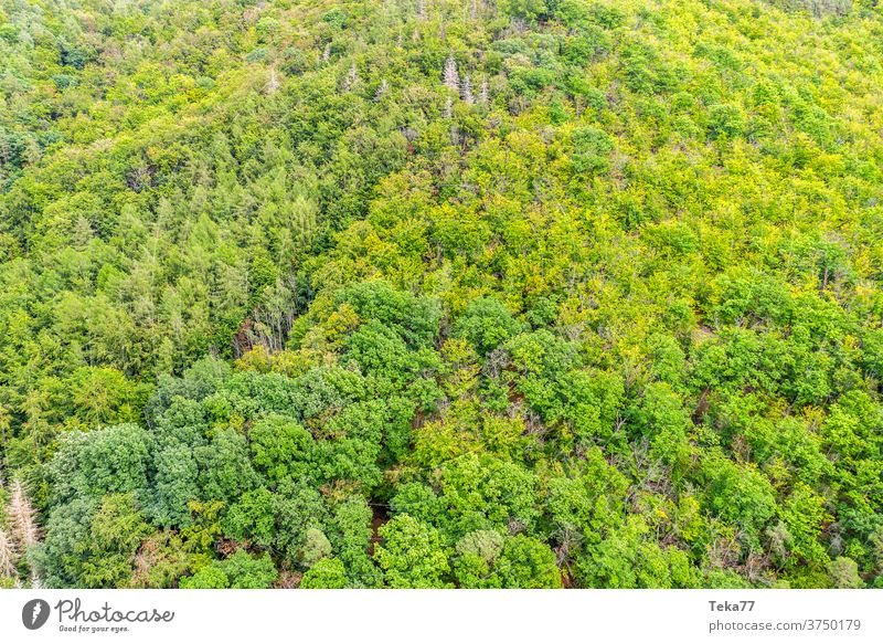 Mischwald von Oben mischwald waldboden natur wald von oben Laubbaum Laubwald Sonne