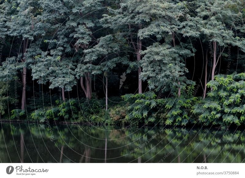 Geheimnisvoller Wald mit Spiegelung in Wasser Baum grün dunkel Menschenleer Tag Außenaufnahme Schatten Kontrast schwarz Umwelt Farbfoto Natur Pflanze