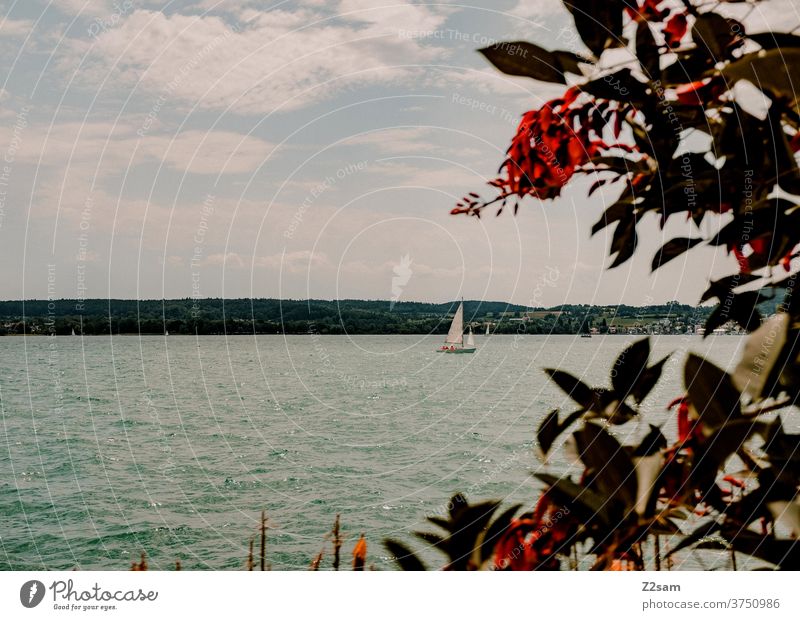 Segelschiff auf dem Bodensee schiffahrt bodensee gewässer natur landschaft sträucher blumen pflanzen sommer stimmung wärme urlaub sport reisen himmel wasser