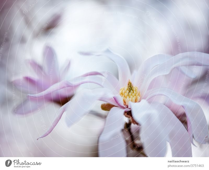 Magnolie Magnolienblüte Magnolienbaum Magnoliengewächse Baum Frühling Frühlingsgefühle Frühlingsbote Frühlingsfarbe rosa Pastellfarben im Freien Himmel hell