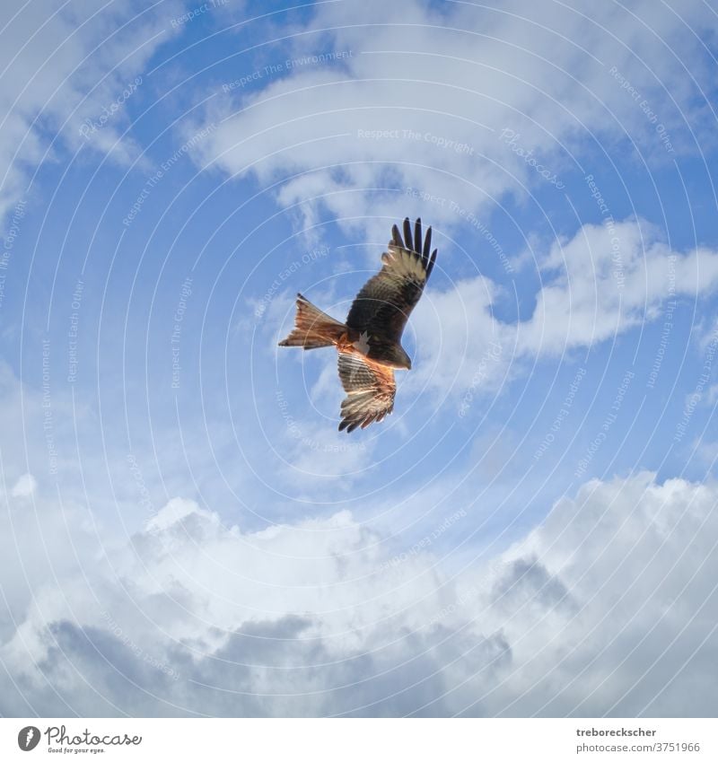 junger Rotmilan am bewölkten Himmel Milan rot schwarz Beute Wolken Vogel Quadrat Tierwelt Natur Raptor Flügel Raubtier Flug Federn wild Bussard milvus blau