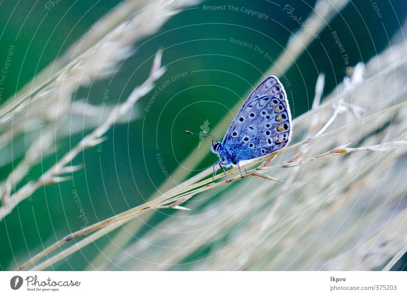 wilder blauer orangefarbener Schmetterling auf einem g Sommer Garten Natur Pflanze Blume Blatt Weiche Fluggerät Behaarung Pfote Linie Tropfen Blühend braun grau