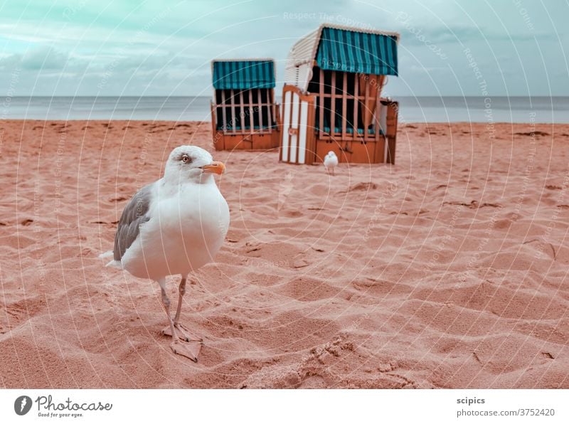 Möwen beim Spaziergang am menschenleeren Strand möwen Vogel Strandkorb Strandspaziergang Ostsee ostseeküste Ostseeinsel Ostseestrand Ostseeurlaub ostseesand