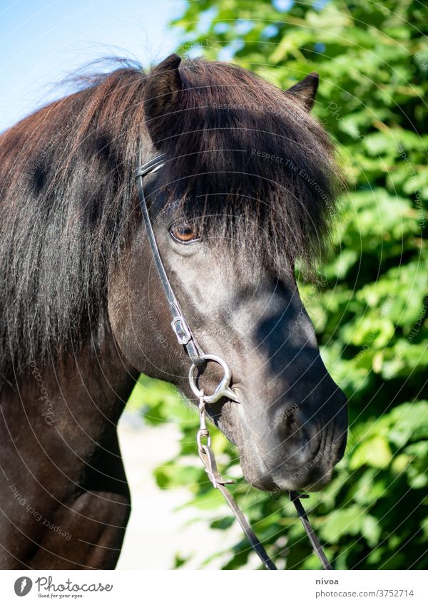 Islandpferd Rappe Island Ponys hengst Pferd Tier Außenaufnahme Tag Wildtier Tierporträt Farbfoto Menschenleer wild Nutztier stehen ästhetisch Himmel Tiergesicht