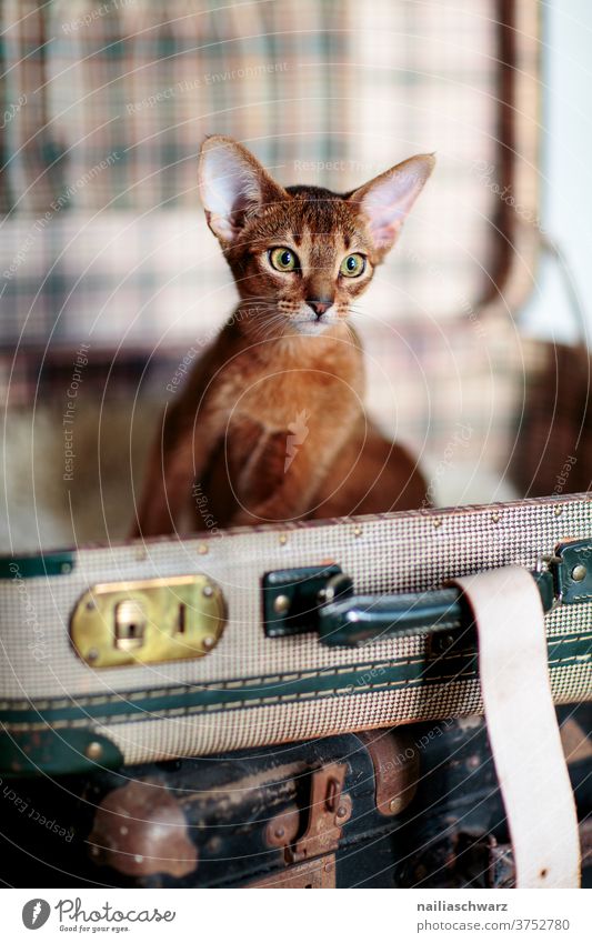 Katze im Koffer Katzenbaby Abessinier Abessinier Katzen Abessinierkatze Katzenfreund Stillleben reisen Reisefotografie Urlaub Urlaubsstimmung Urlauber rot