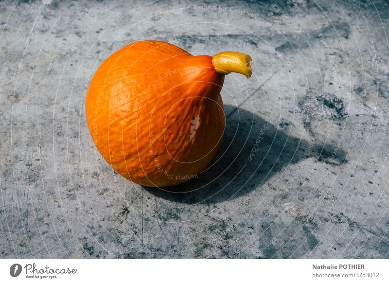 Herbstliche orangefarbene Potimarrone mit ihrem Schatten in der Sonne potimarron Farbe fallen Squash Gemüse Ernte Garten Biografie haloween Single saisonbedingt